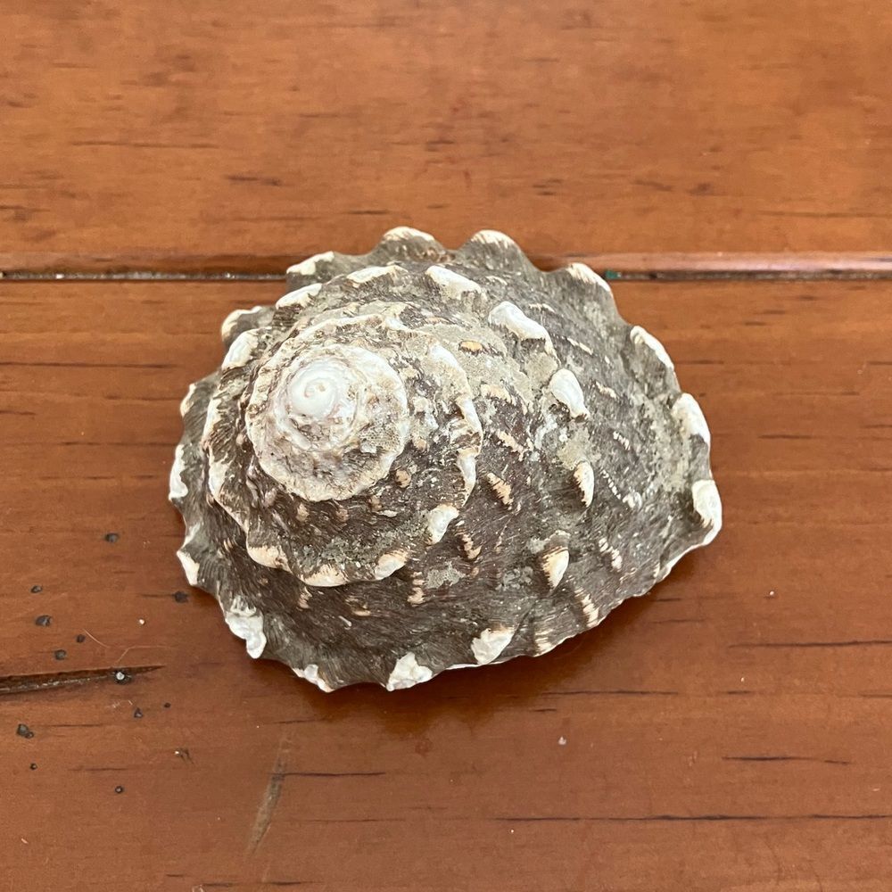Shell